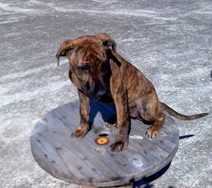 This lovely puppy is currently at The Animal Care Centre